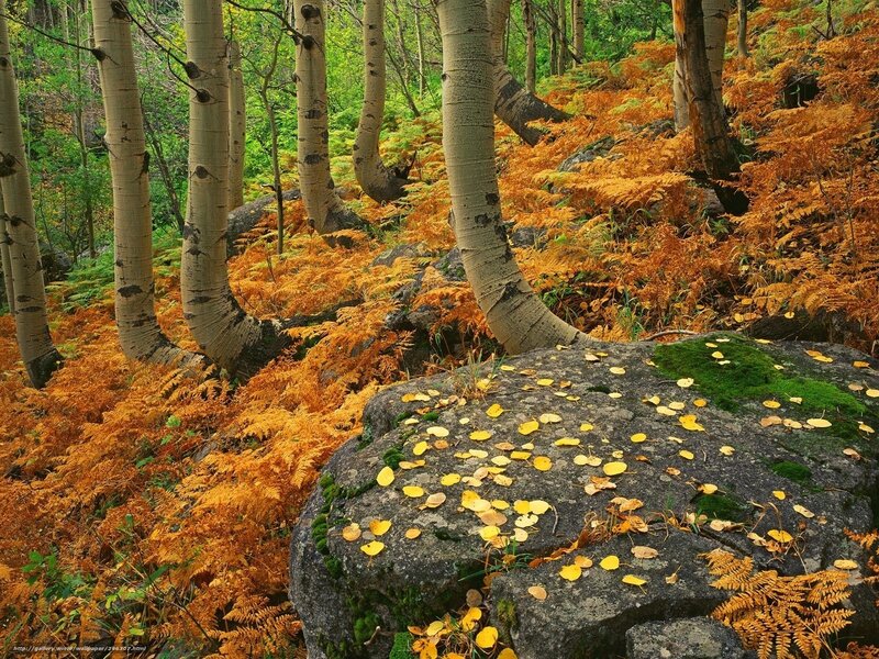 Aspen Trees in Forest — Orange, Serene, Autumn