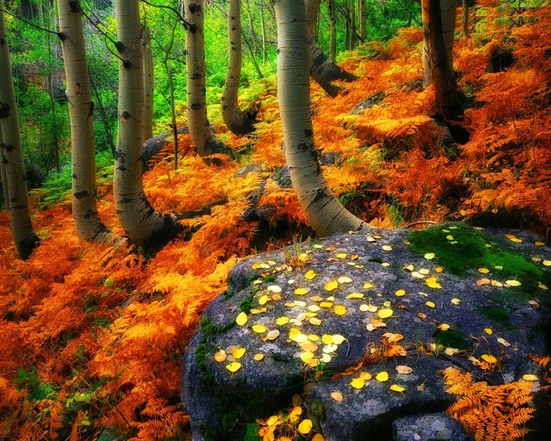 Aspen Trees in Forest — Orange, Serene