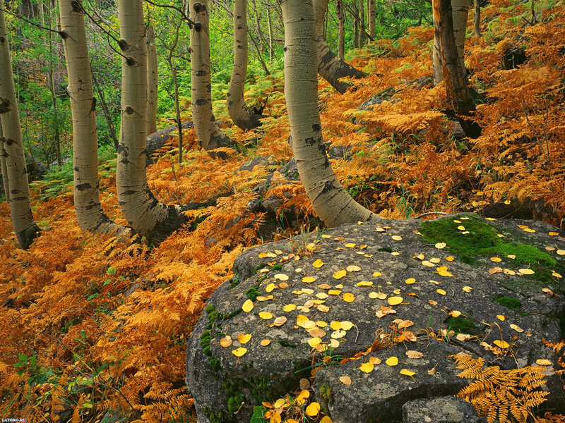 Aspen Trees in Forest — Orange