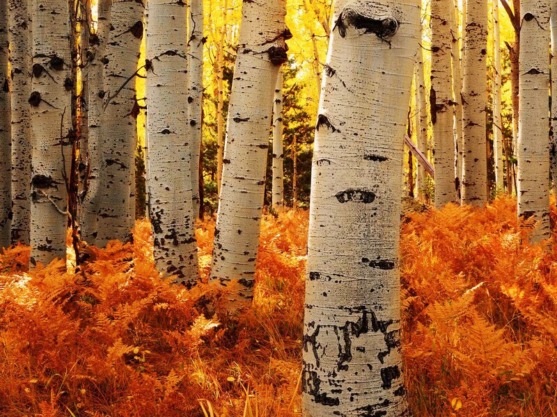 Aspen Trees in Forest — White, Serene, Autumn, Photograph, Ferns
