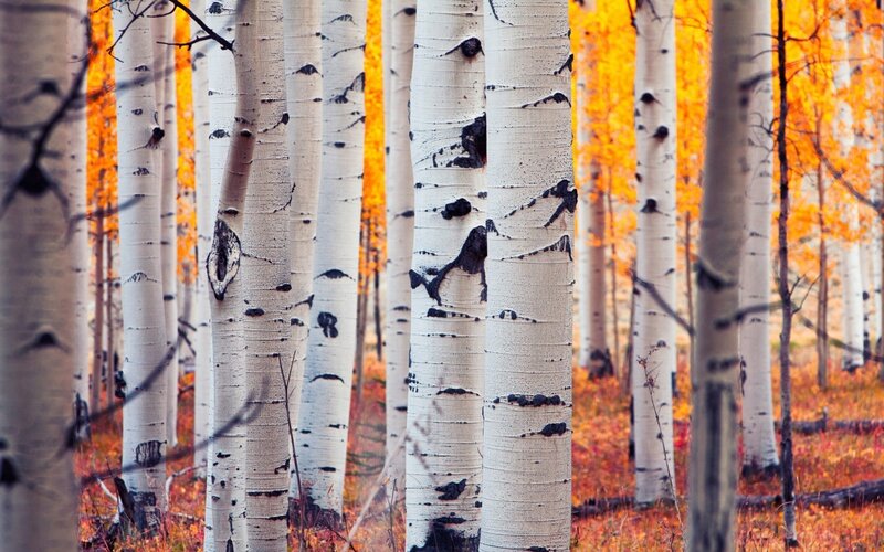 Aspen Trees in Forest — White, Serene, Autumn, Photograph, Leaves