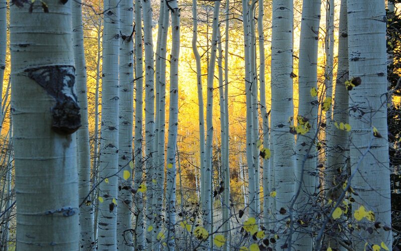 Aspen Trees in Forest — White, Serene, Autumn, Photograph, Yellow Leaves