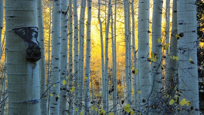 Aspen Trees in Forest — White, Serene, Autumn, Photograph, Yellow Leaves, Tree Trunks