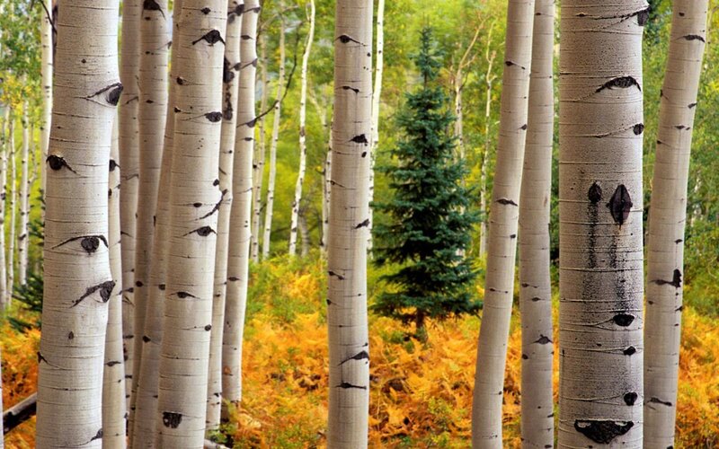 Aspen Trees in Forest — White, Serene, Autumn