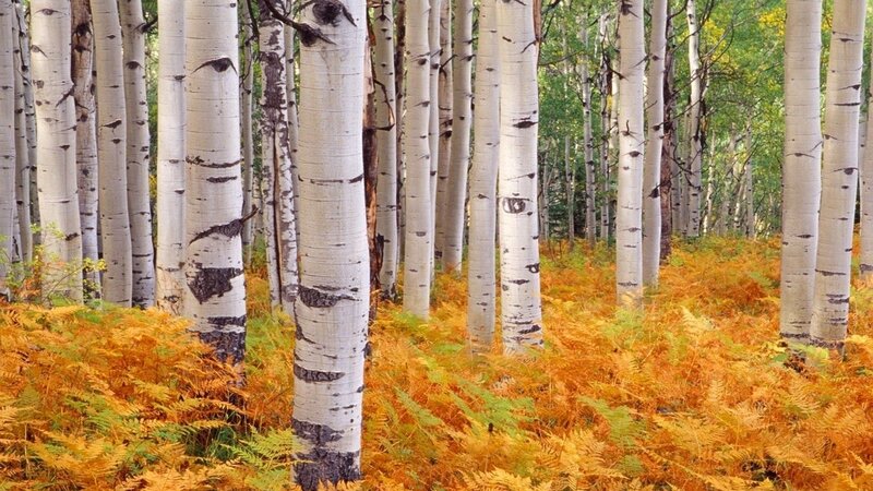 Aspen Trees in Forest — White, Serene