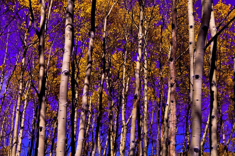 Aspen Trees in Forest — Yellow, Dramatic