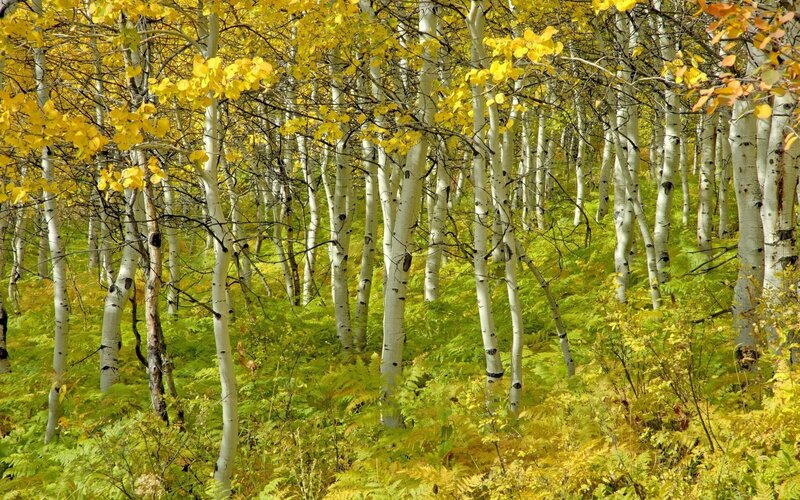 Aspen Trees in Forest — Yellow, Serene, Autumn