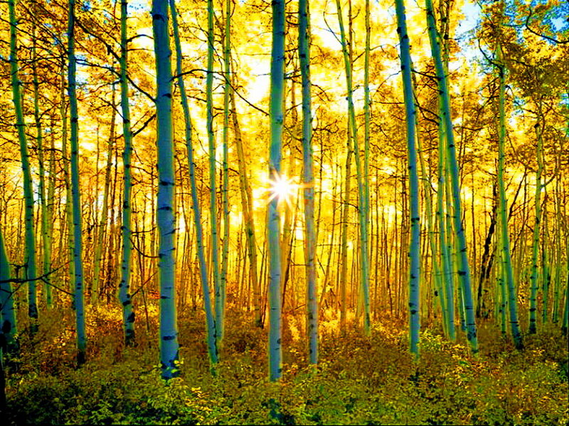 Aspen Trees in Forest — Yellow, Serene