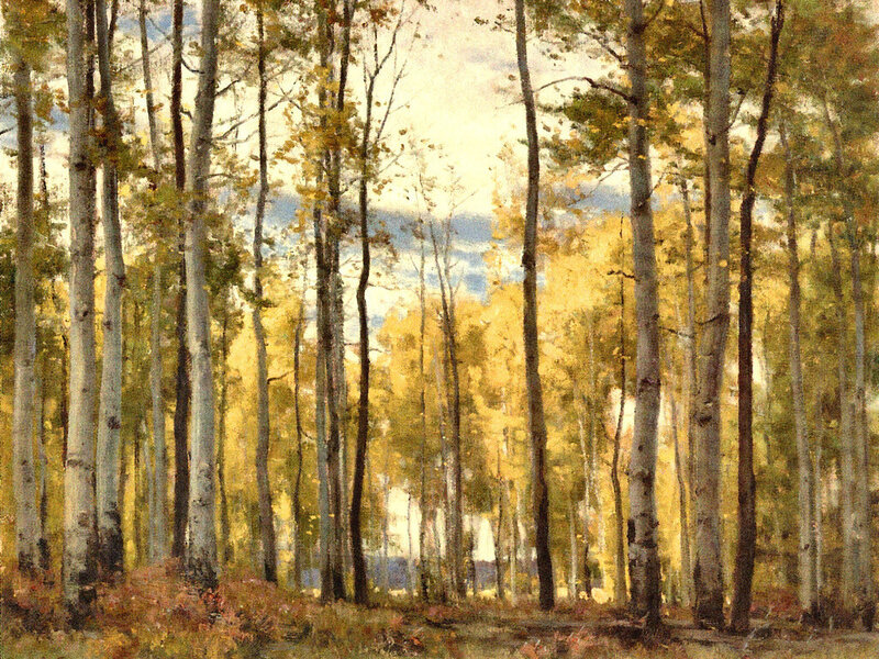 Aspen Trees in Forest — Yellow