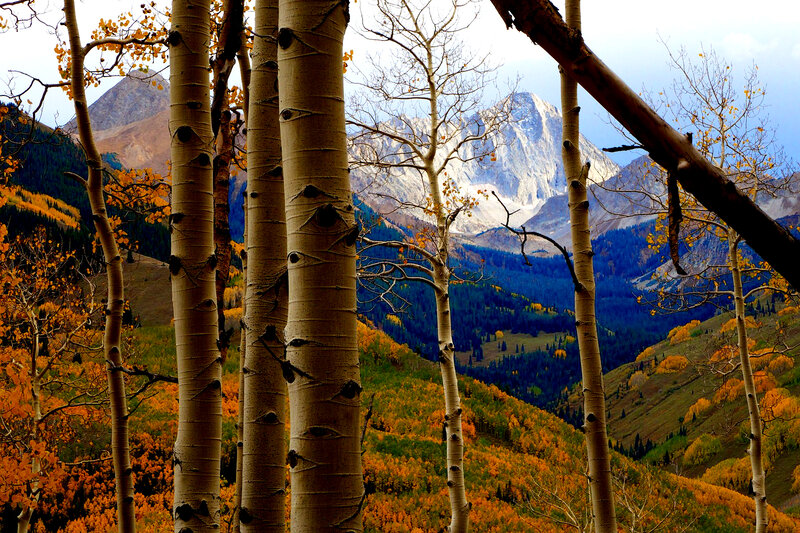 Aspen Trees in Mountains