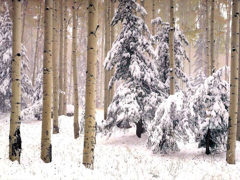 Aspen Trees in Snow