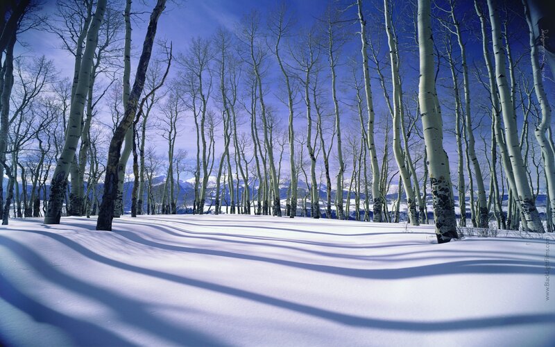 Aspen Trees in Snow — White, Serene, Winter