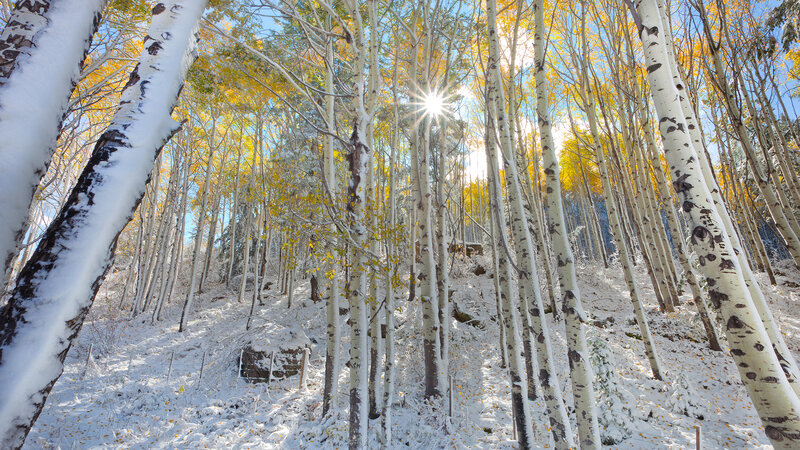 Aspen Trees in Snow — White