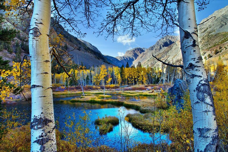 Aspen Trees in Valley — Blue, Serene