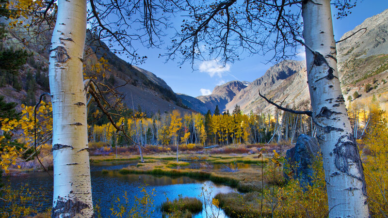 Aspen Trees in Valley — Blue