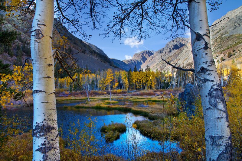 Aspen Trees in Valley