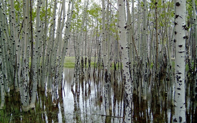 Aspen Trees in Water