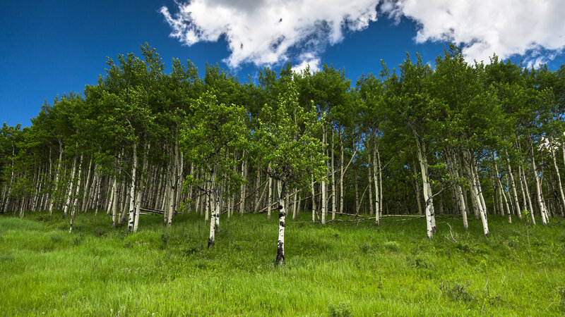 Aspen Trees on a Hill — Green, Serene