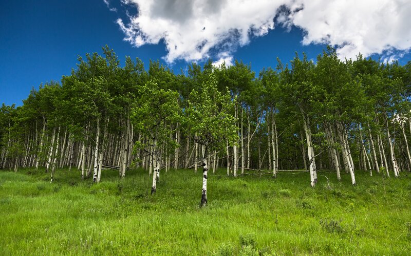 Aspen Trees on a Hill