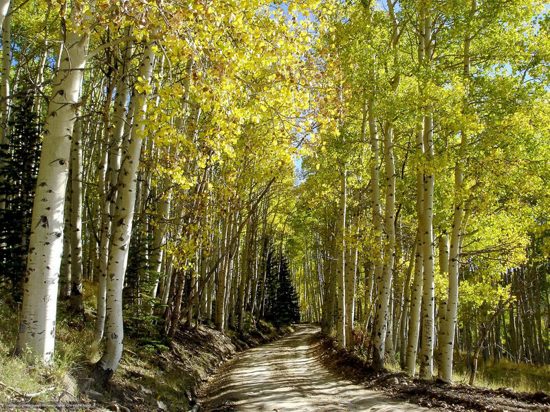 Aspen Trees on Dirt Path