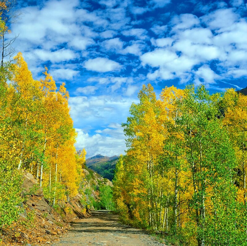 Aspen Trees on Dirt Road