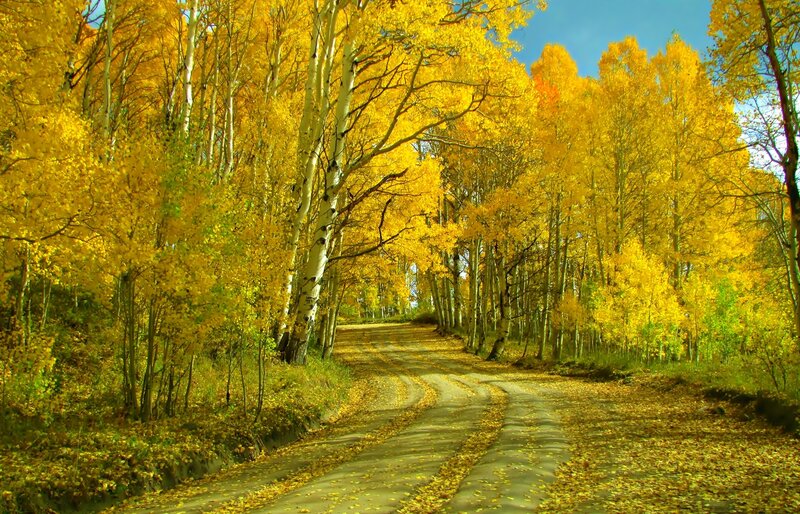 Aspen Trees on Dirt Road — Yellow, Serene