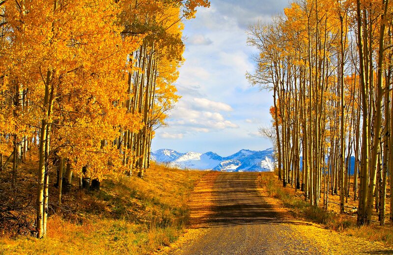 Aspen Trees on Dirt Road — Yellow