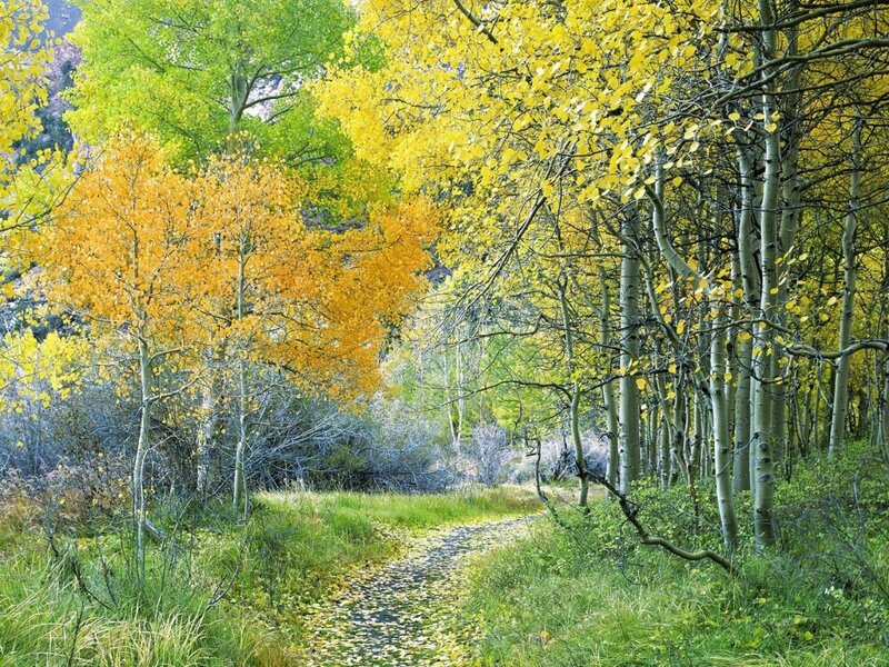 Aspen Trees on Path