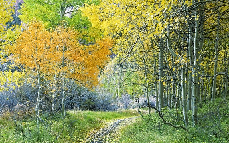 Aspen Trees on Path — Yellow, Serene, Autumn, Photograph, Grass