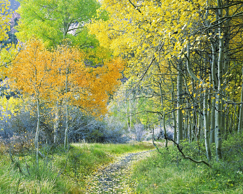Aspen Trees on Path — Yellow