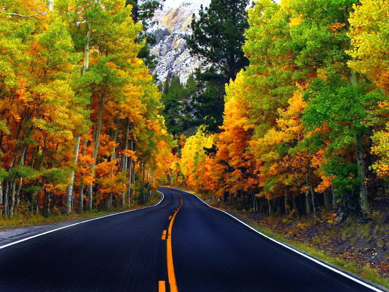 Aspen Trees on Road
