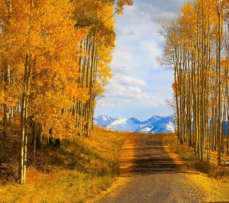 Aspen Trees on Road — Yellow, Serene, Autumn, Photograph, Mountains
