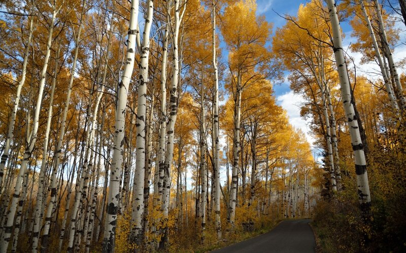 Aspen Trees on Road — Yellow, Serene, Autumn, Photograph, Sky