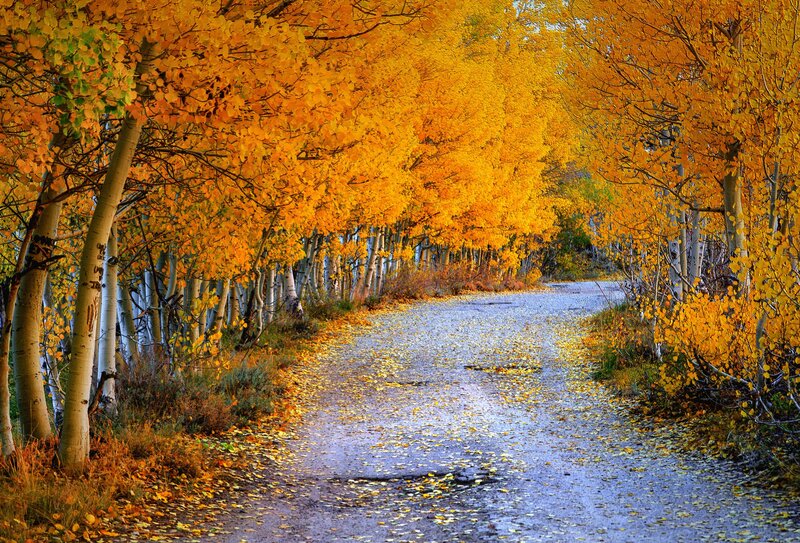 Aspen Trees on Road — Yellow, Serene, Autumn, Photograph