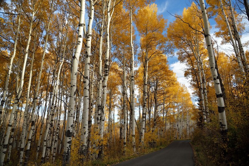 Aspen Trees on Road — Yellow, Serene, Autumn
