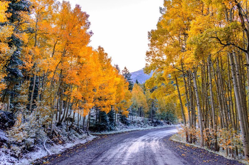 Aspen Trees on Road — Yellow, Serene