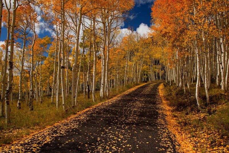 Aspen Trees on Road — Yellow