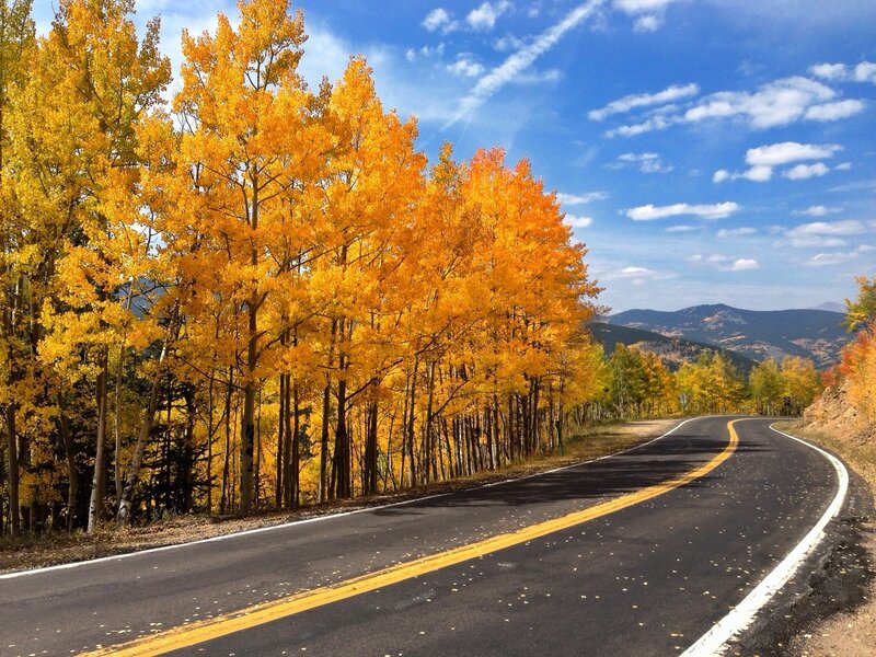 Aspen Trees on Roadside — Yellow, Serene, Autumn, Photograph, Road