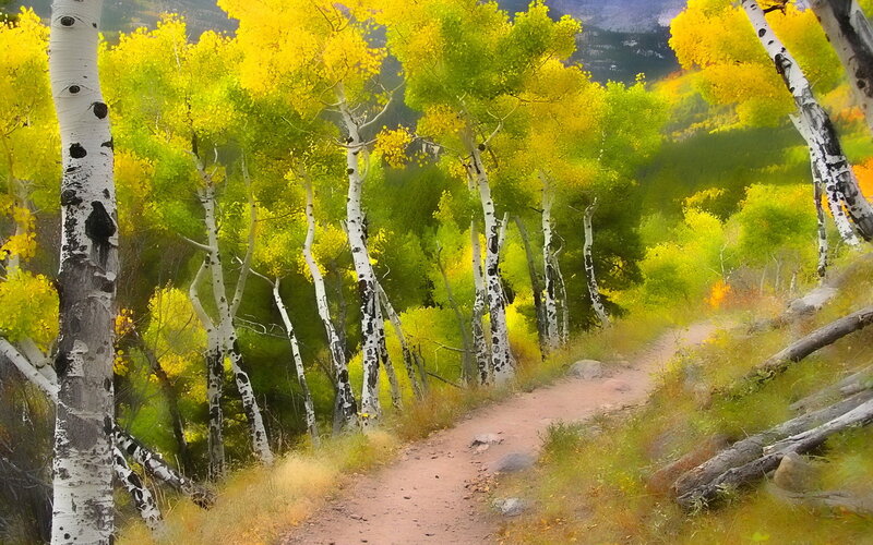 Aspen Trees on Trail