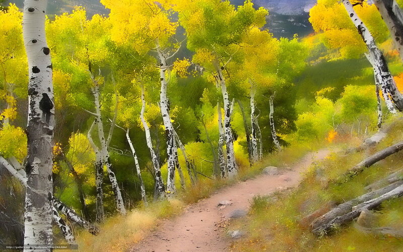 Aspen Trees on Trail — Yellow, Serene, Autumn