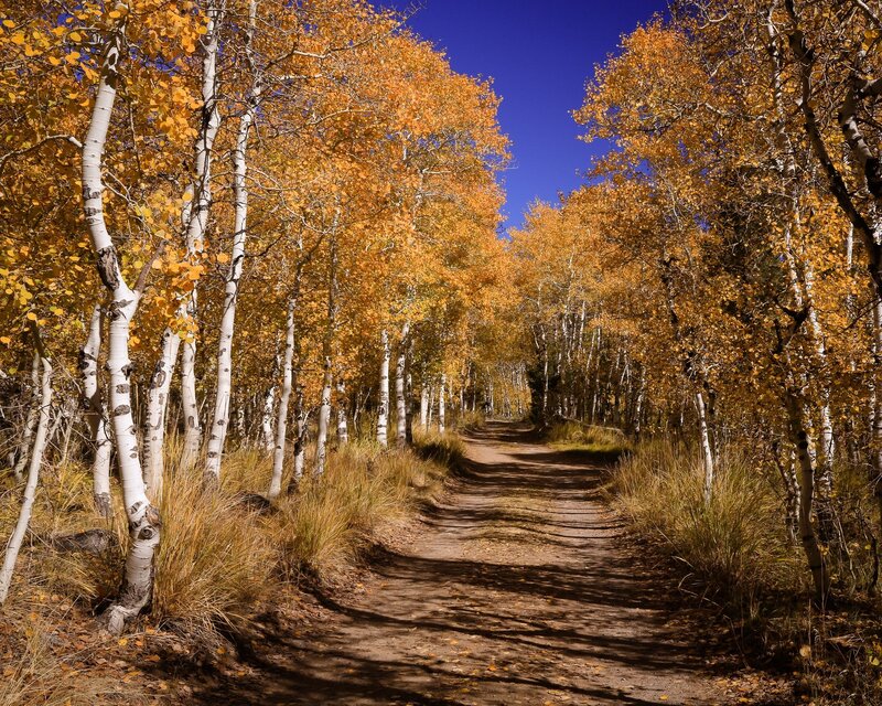 Aspen Trees on Trail — Yellow, Serene