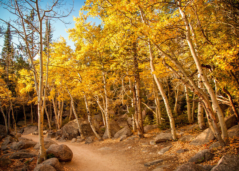 Aspen Trees on Trail — Yellow