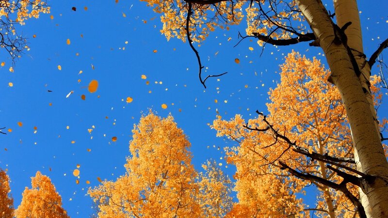 Aspen Trees with Falling Leaves