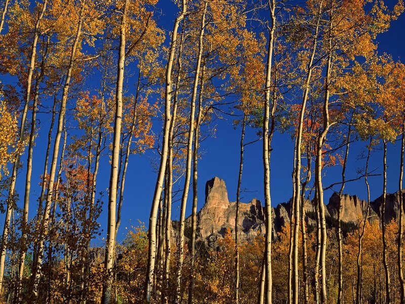 Aspen trees with rock formation