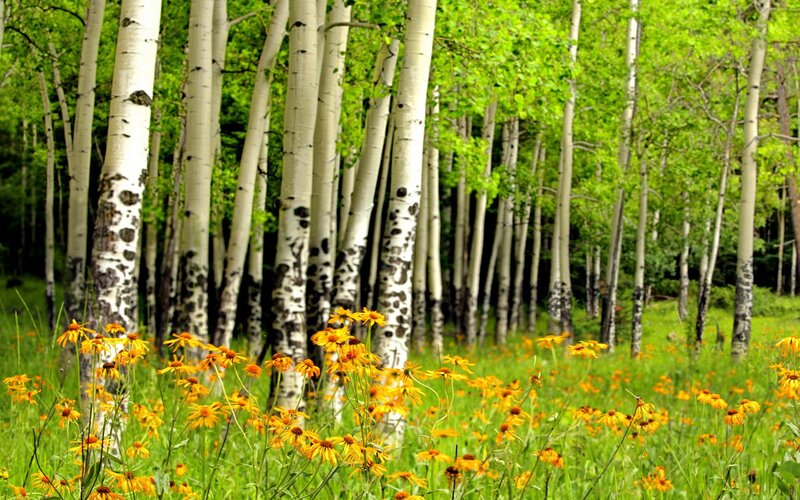 Aspen Trees with Wildflowers