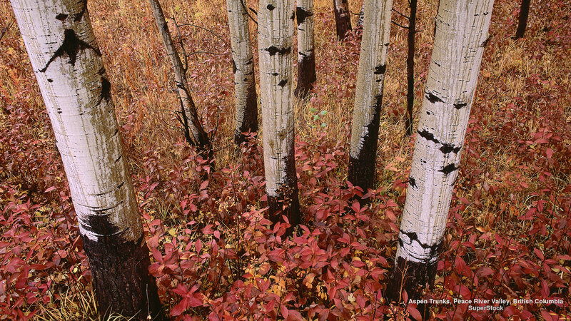 Aspen Trunks in Forest