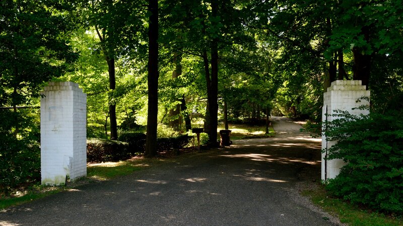 Asphalt Path Between Trees