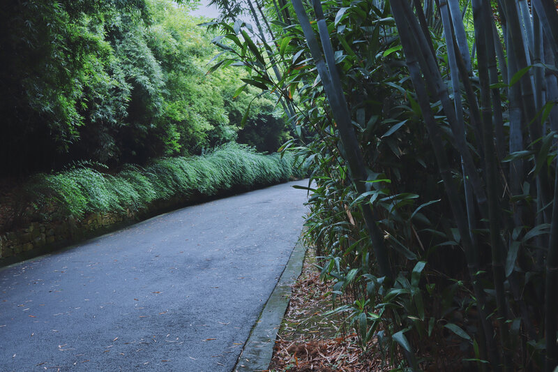 Asphalt Path in Bamboo Grove