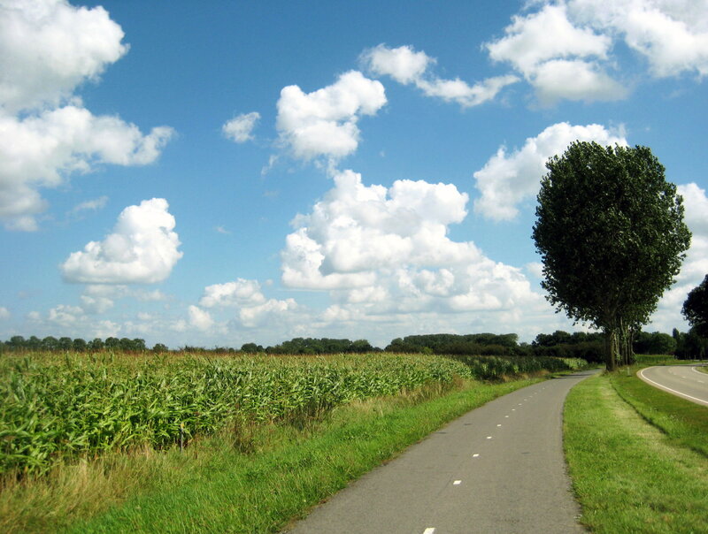 Asphalt Path in Cornfield