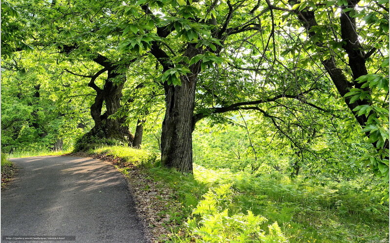Asphalt Path in Forest